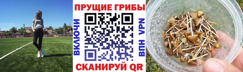 Псилоцибиновые грибы ЛСД  OMG как зайти  Карпинск 